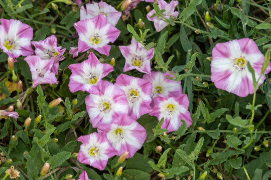 Ackerwinde (Convolvulus arvensis)
