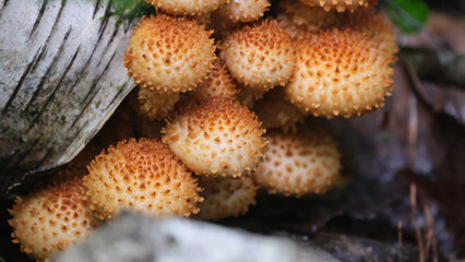 Close up of Shaggy scalycap fungus Pholiota squarrosa