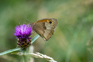Großes Ochsenauge (Maniola jurtina)