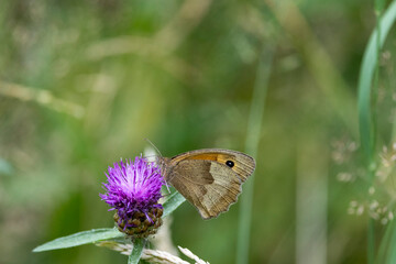 Großes Ochsenauge (Maniola jurtina)