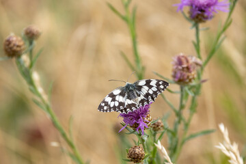 Schachbrett oder auch Damenbrett (Melanargia galathea)