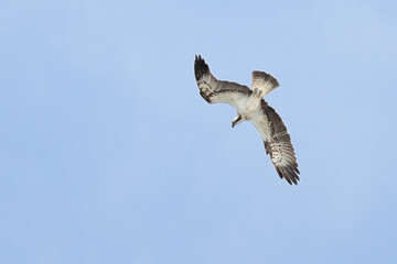 Fischadler (Pandion haliaetus)