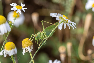Grünes Heupferd (Tettigonia viridissima)