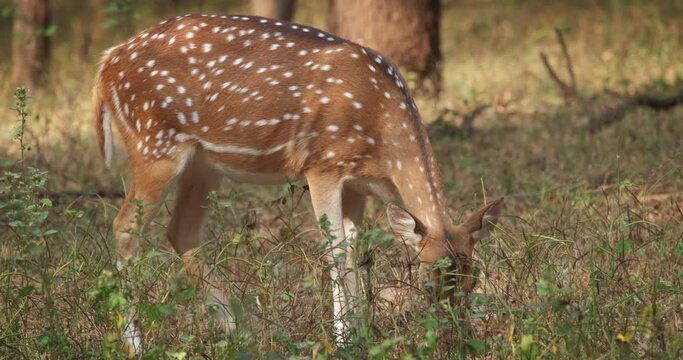 Beautiful female chital or spotted deer grazing in Ranthambore National Park, Rajasthan, India, Asia