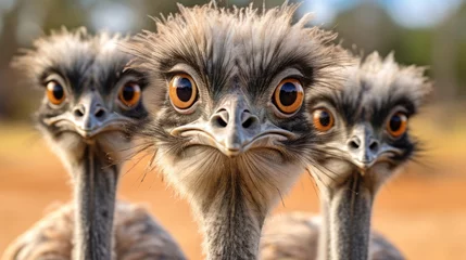 Zelfklevend Fotobehang Group of Emu birds in the wild © Veniamin Kraskov