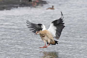 Nilgans (Alopochen aegyptiaca)