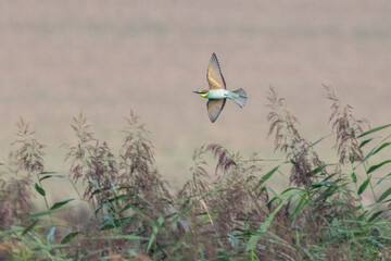 Bienenfresser (Merops apiaster)
