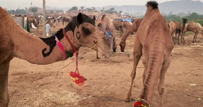 Pushkar mela trade camel fair in field. Camels with decoration eating chewing at sunrise. Famous indian festival. Pushkar, Rajasthan, India, Asia