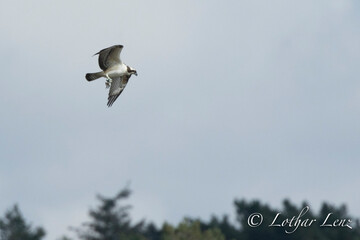 Fischadler (Pandion haliaetus)