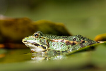 Grünfrosch  (Pelophylax „esculentus“)
