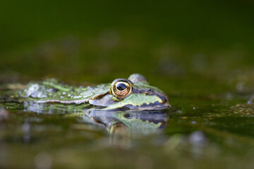Grünfrosch  (Pelophylax „esculentus“)