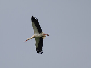 Weißstorch (Ciconia ciconia)