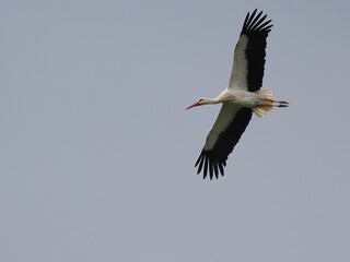Weißstorch (Ciconia ciconia)