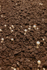 white mushrooms cultivation