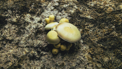 mushrooms on the ground