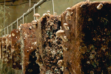 close up on mushrooms cultivation in a cave 