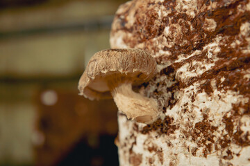 close up on mushrooms cultivation