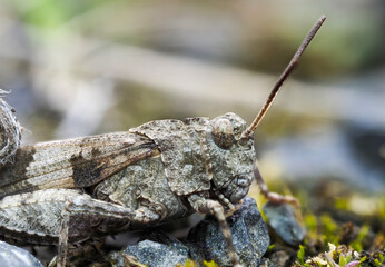 Blauflügelige Ödlandschrecke (Oedipoda caerulescens)