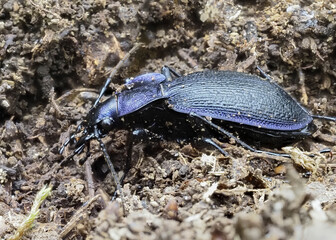 lauviolette Waldlaufkäfer (Carabus problematicus)
