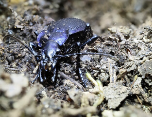 lauviolette Waldlaufkäfer (Carabus problematicus)