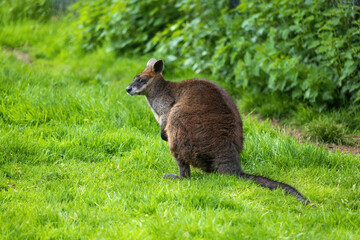 Red-necked Wallaby