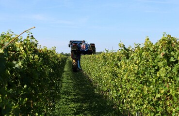 Grape harvester machine at work on a row of vineyard in  a september morning	