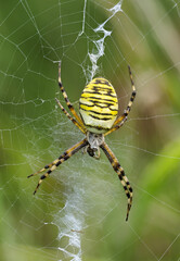 Weibliche Wespenspinne (Argiope bruennichi) (auch Zebraspinne, Tigerspinne oder Seidenbandspinne)