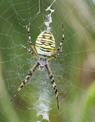 Weibliche Wespenspinne (Argiope bruennichi) (auch Zebraspinne, Tigerspinne oder Seidenbandspinne)