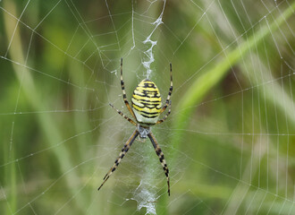 Weibliche Wespenspinne (Argiope bruennichi) (auch Zebraspinne, Tigerspinne oder Seidenbandspinne)