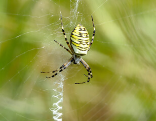 Weibliche Wespenspinne (Argiope bruennichi) (auch Zebraspinne, Tigerspinne oder Seidenbandspinne)
