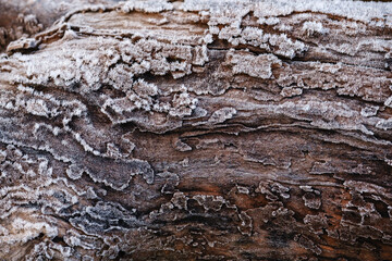 Bark texture background pattern crack old brown with a frost for design
