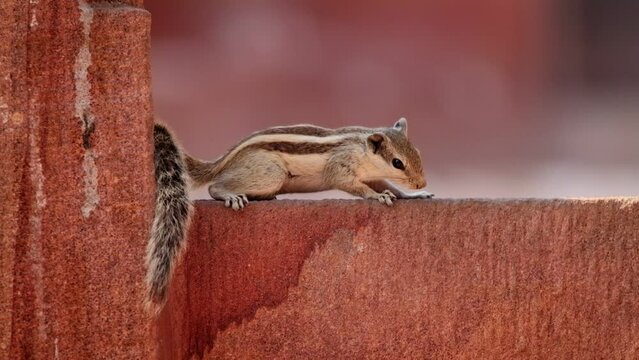 Indian palm squirrel (Sciuridae) (Funambulus palmarum) on a pink wall. Three-striped palm squirrel, species of rodent in the family found naturally in India and Sri Lanka
