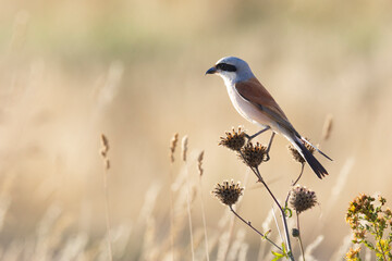 Neuntöter (Laius collurio) oder Rotrückenwürger