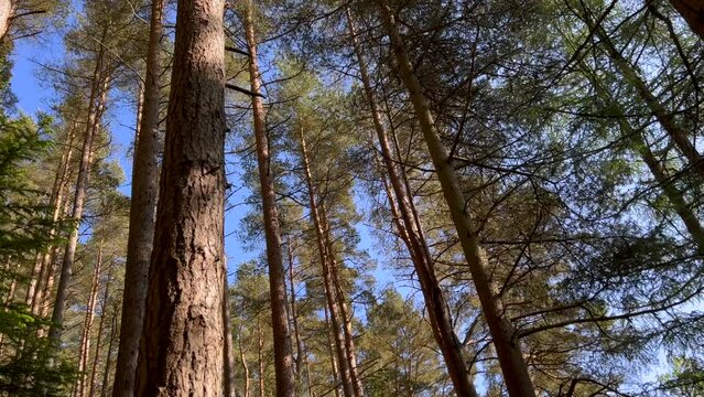 Bird fly above forest pine trees canopy. Downward moving up around through dreamy cinematic slow motion slomo low angle with POV UK Scotland Asia USA Europe. Vertical wild nature reserve landscape