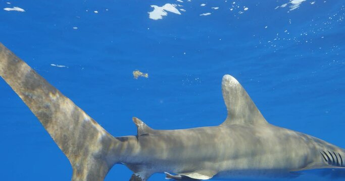 Rare Oceanic White Tip Shark swims right up to the camera at the surface showing beautiful detail in the eyes and pectoral fins  in the open ocean at Cat Island in the Bahamas