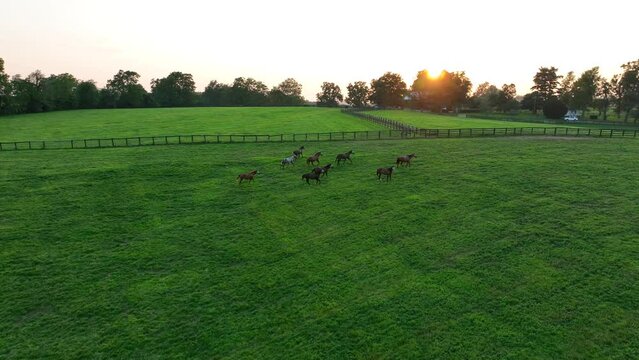 Thoroughbred horses running through grass pasture in Kentucky. Aerial tracking shot during golden sunset in summer on horse farm.