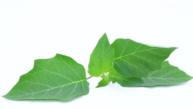 Closeup of datura leaves. Green toxic leaves in white studio background.