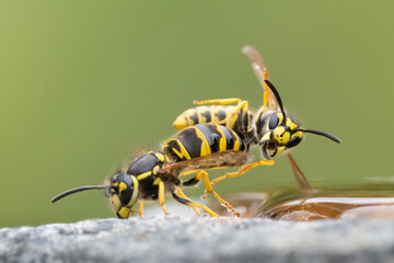 Deutsche Wespe (Vespula germanica)