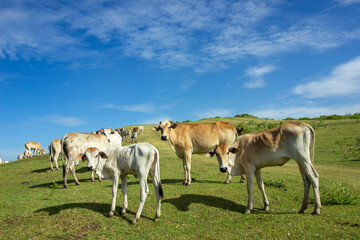 Panorama with grazing  cows on the savanna