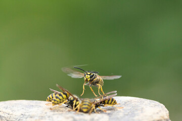 Deutsche Wespe (Vespula germanica)