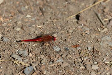 Feuerlibelle (Crocothemis erythraea)