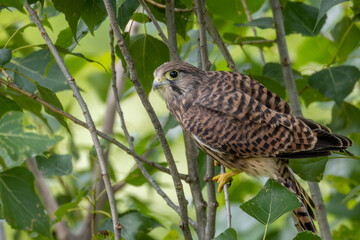 Falke