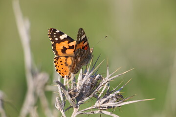 butterfly on flower