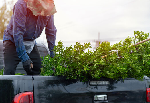 Shot of gardan worker cheking and arrange the plants and get on the customer's car.