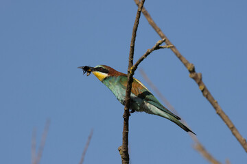 Bienenfresser&nbsp;(Merops apiaster)