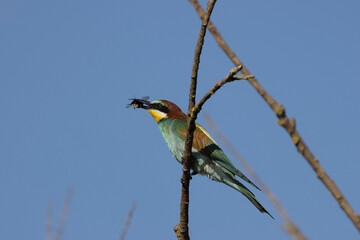 Bienenfresser (Merops apiaster)