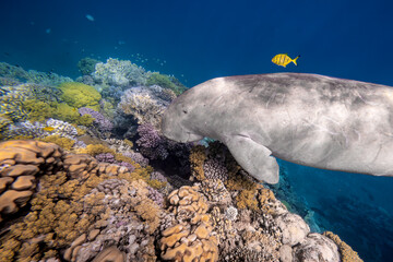 Dugong - Seekuh - Ägypten, Marsa Alam