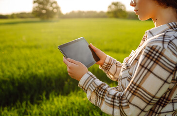 Experienced farmer woman evaluates green shoots of wheat in the field. Working with a digital...