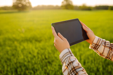 Experienced farmer woman evaluates green shoots of wheat in the field. Working with a digital tablet in agriculture. Agriculture technology.