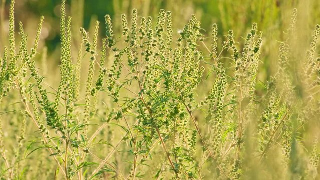 Ragweed flower branch grow in a field. Bushes of ambrosia causing allergic reactions to population. Ragweed flowering. Ambrosia artemisiifolia flower. Pollen from ragweed is highly allergenic. Allergy